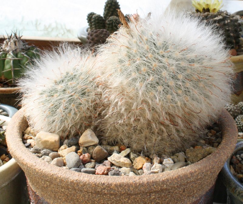 Mammillaria_guelzowiana09182016_forum.jpg