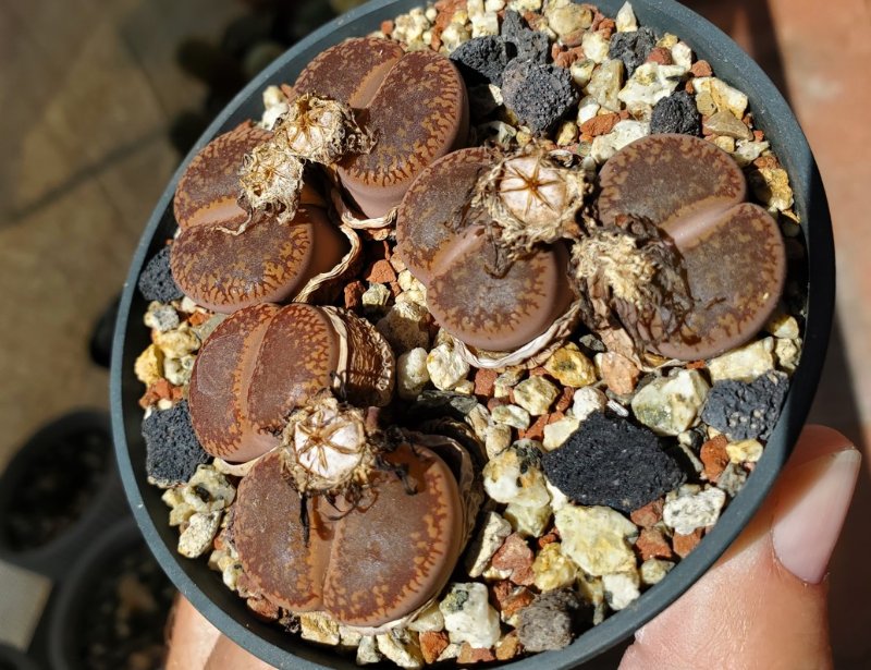 Lithops home depot