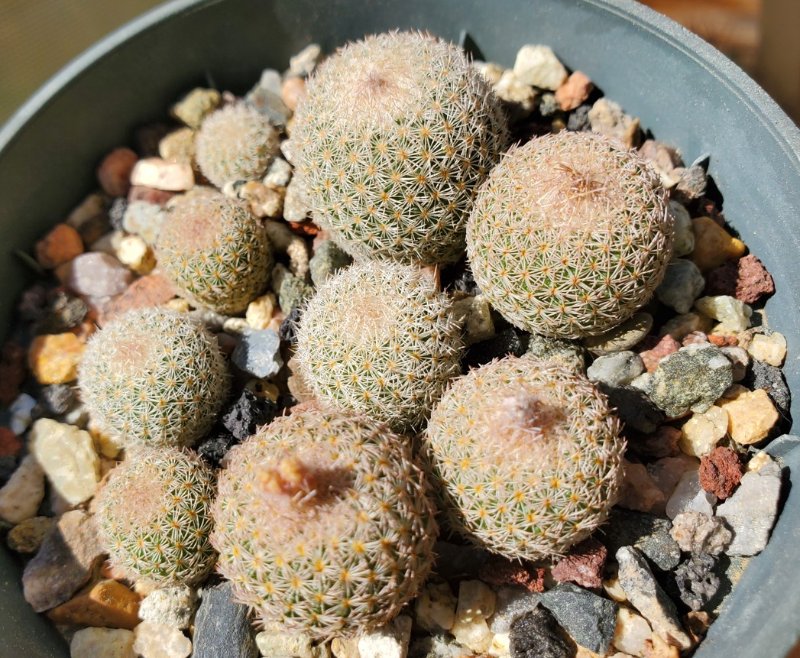 Epithelantha gregii seed grown