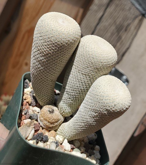 Epithelantha bokeii