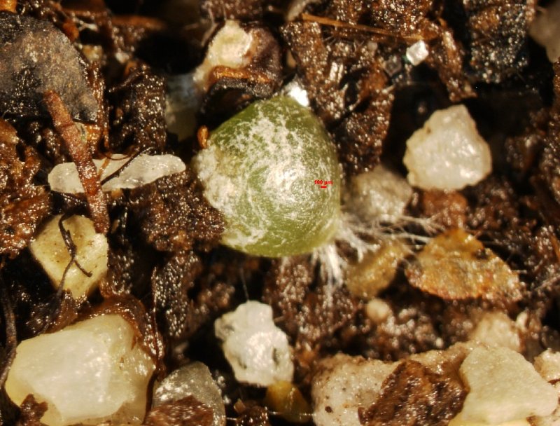 Frailea atrobella 1 0.1 mm Scale Bar.jpg