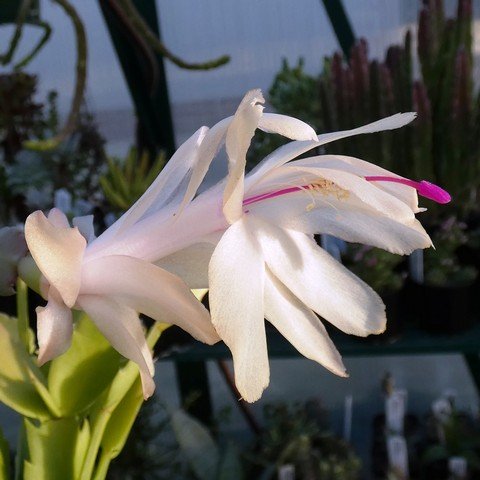 Schlumbergera sp cv Limelight Dancer 01.JPG