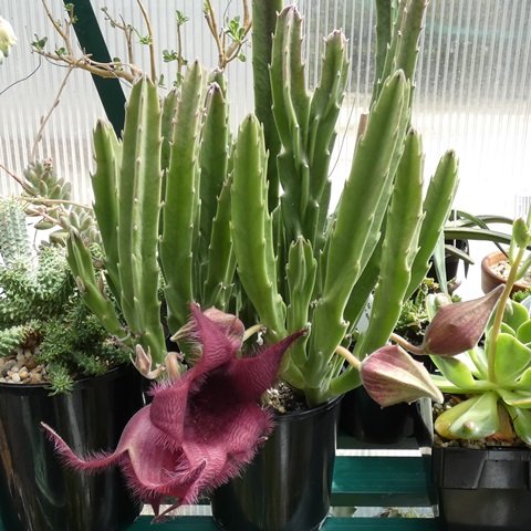 Stapelia leendertziae x grandiflora 01.JPG