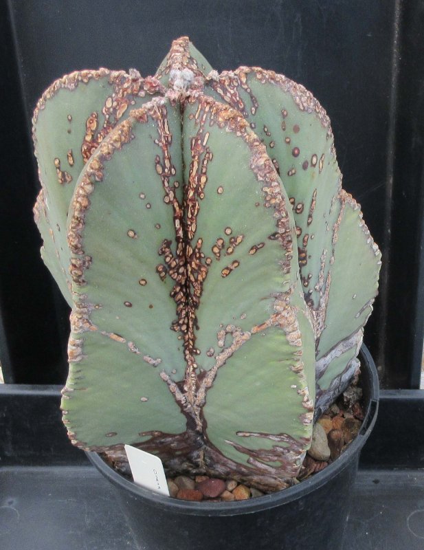 A. myriostigma v nudum