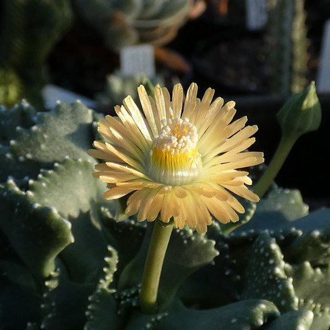 Aloinopsis malherbei 02.JPG