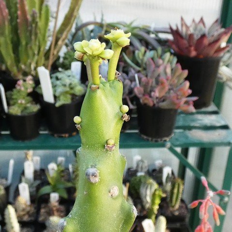 Euphorbia mayurnathanii 01.JPG