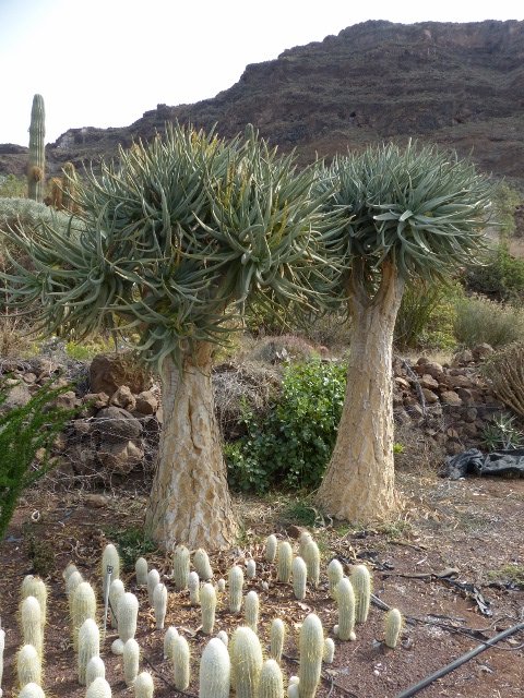 Aloe dichotoma (480x640).jpg