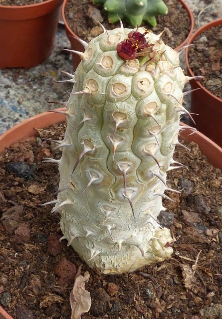 Euphorbia garnkansis (445x640).jpg