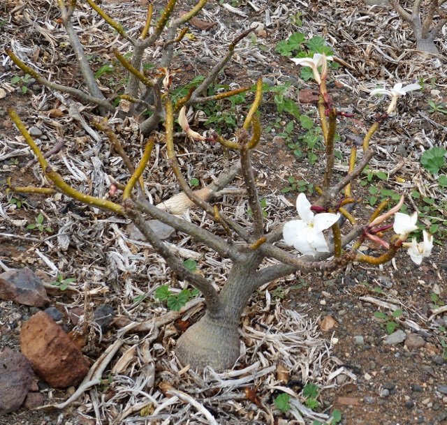 Pachypodium decaryi mit Blüten (640x609).jpg