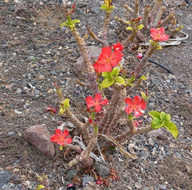 Pachypodium windsorii, 2 Blüten (640x636).jpg