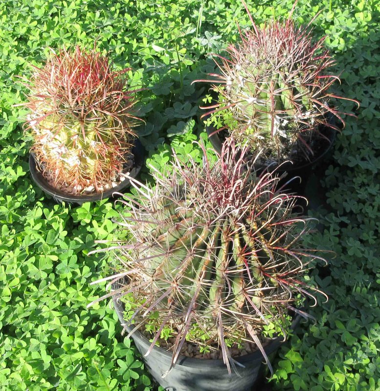 Ferocactus species