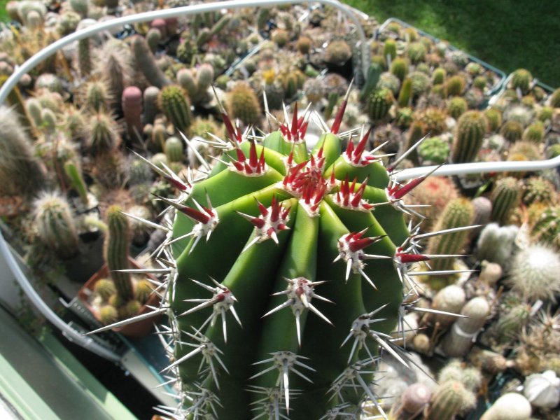 Pachycereus pectin-aboriginum.JPG