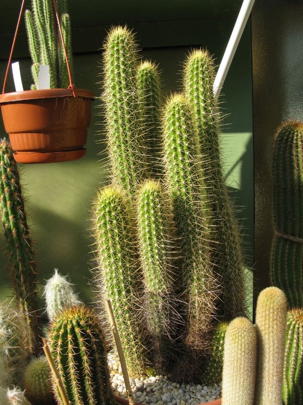 Trichocereus camarguensis.jpg