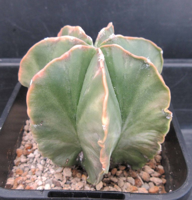 Astrophytum hybrid