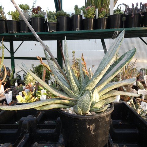 Gasteria cv Silk variegata 01.JPG