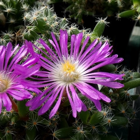 Trichodiadema densum02.JPG