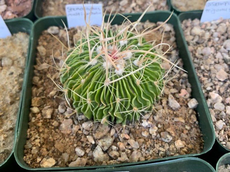 e.multicostatus772022.jpg