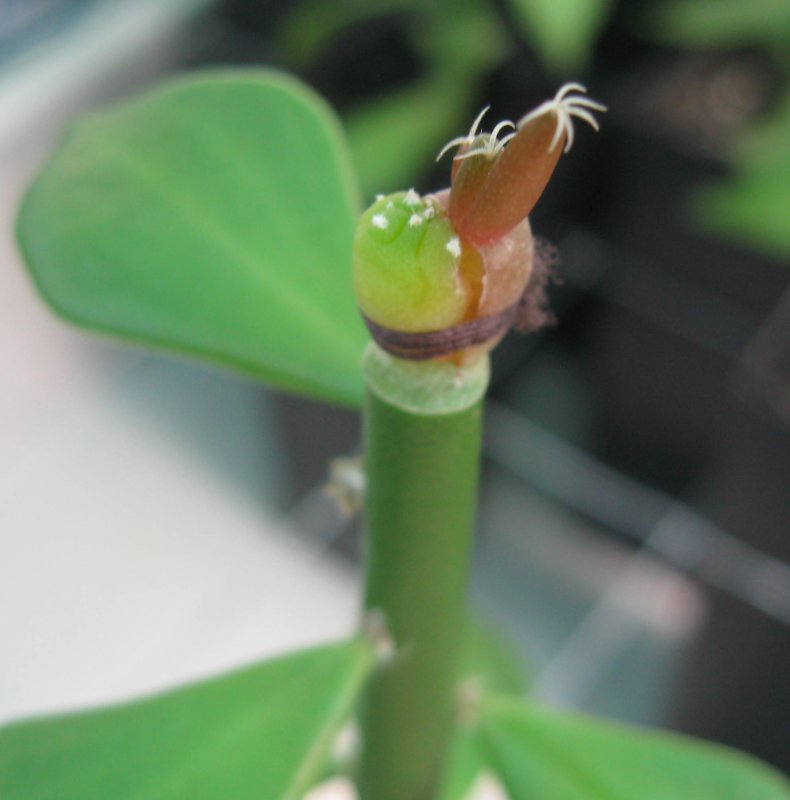 Fusion process of seedlings