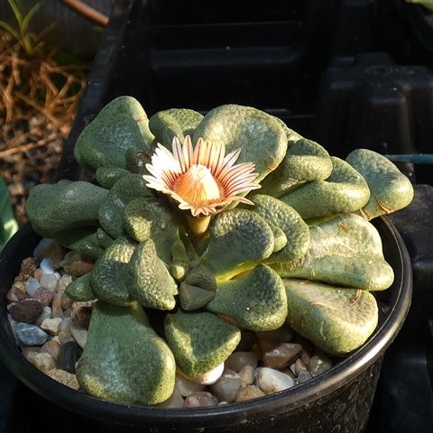 Aloinopsis rosulata 01.JPG