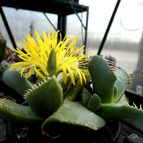 Faucaria kingiae 01.JPG