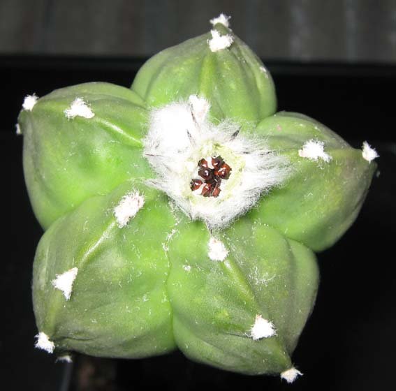Mother cactus, myriostigma v nudum cv khoyo