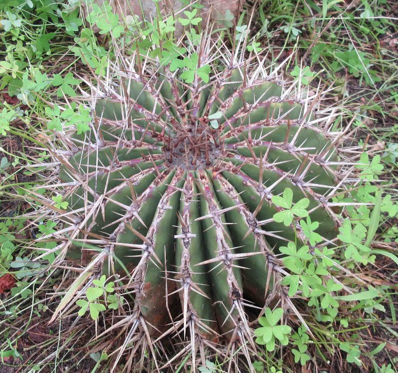 Unknown name Ferocactus ?