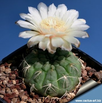 Gymnocalycium_ubelmannianum_7242_m.jpg