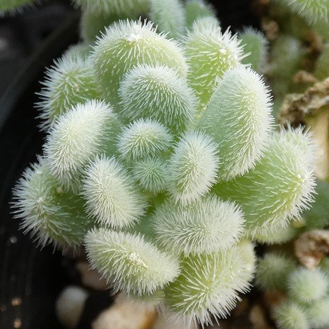 Sedum mocinianum 01.JPG