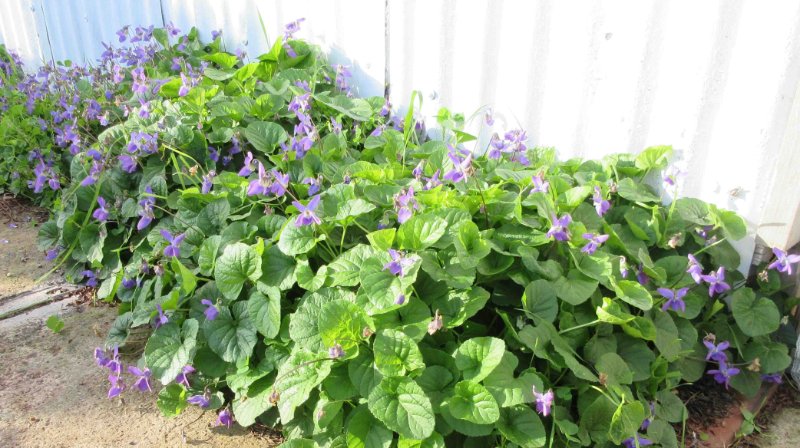 Sweet violet in front of large greenhouse