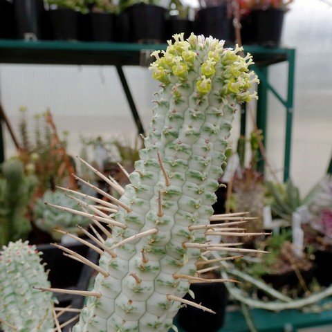 Euphorbia mammillaris 01.JPG