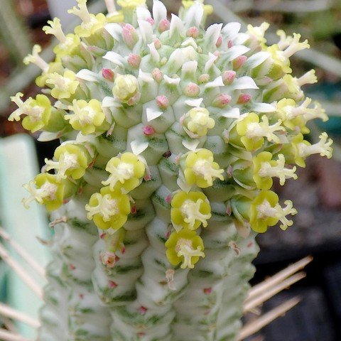 Euphorbia mammillaris 02.JPG