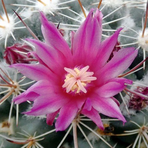 Mammillaria lindsayi var rubriflora 02.JPG