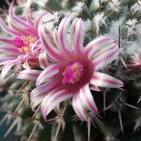 Mammillaria hahniana ssp woodsii 02.JPG