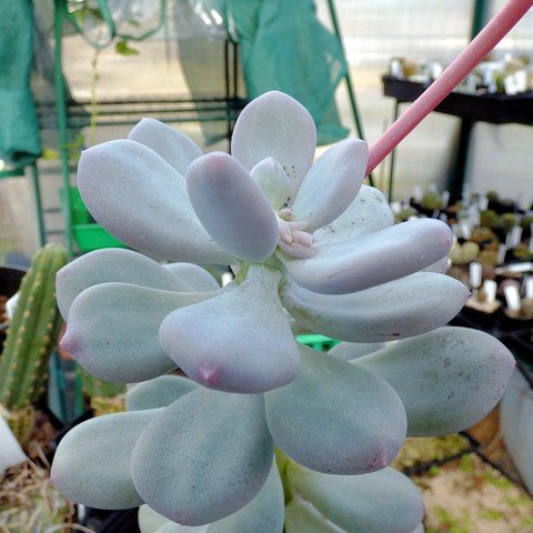 Pachyphytum glutinicaule 01.JPG