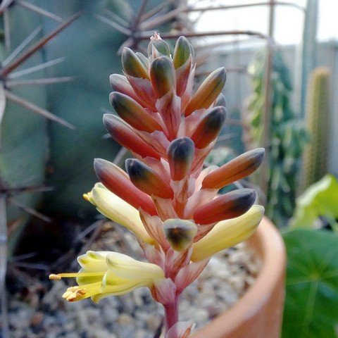 Aloe hybrid (conifera x laeta) 02.JPG