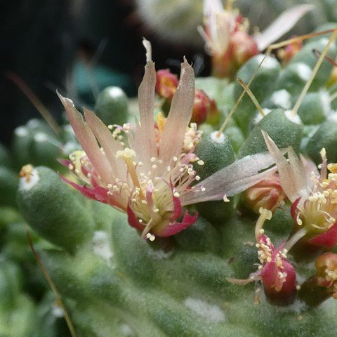 Mammillaria sp f monstrose 02.JPG