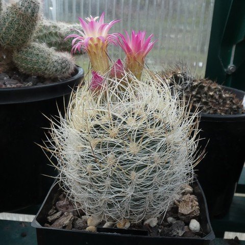 Neoporteria  gerocephala (Eriosyce senilis) 01.JPG