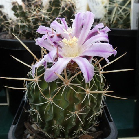 Stenocactus sp1 01.JPG