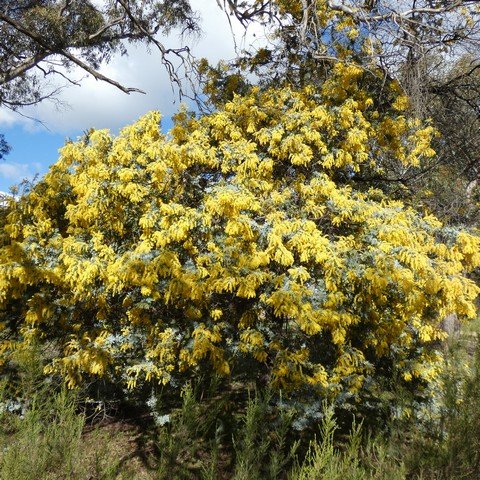 Cootamundra Wattle - Acacia baileyana 01.JPG