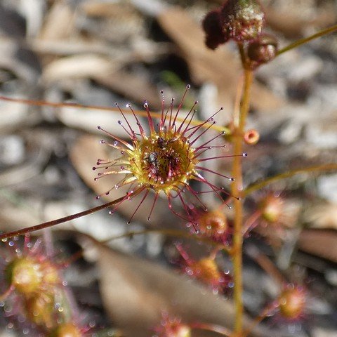 Drosera macrantha subsp planchonii 01.JPG