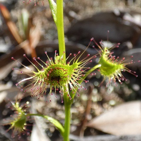 Pale sundew - Drosera hookeri.JPG