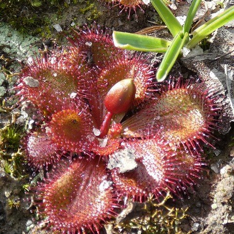 Scented sundew - Drosera aberrans 01.JPG