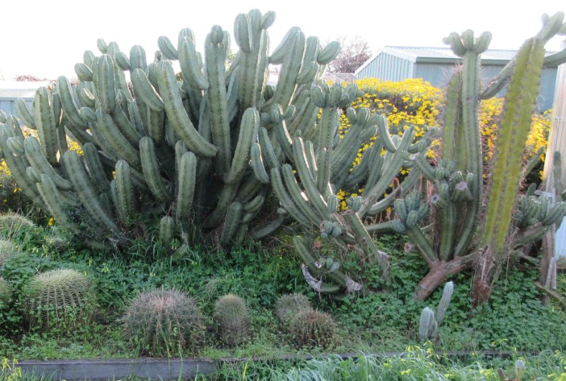 Overview of 4 cacti