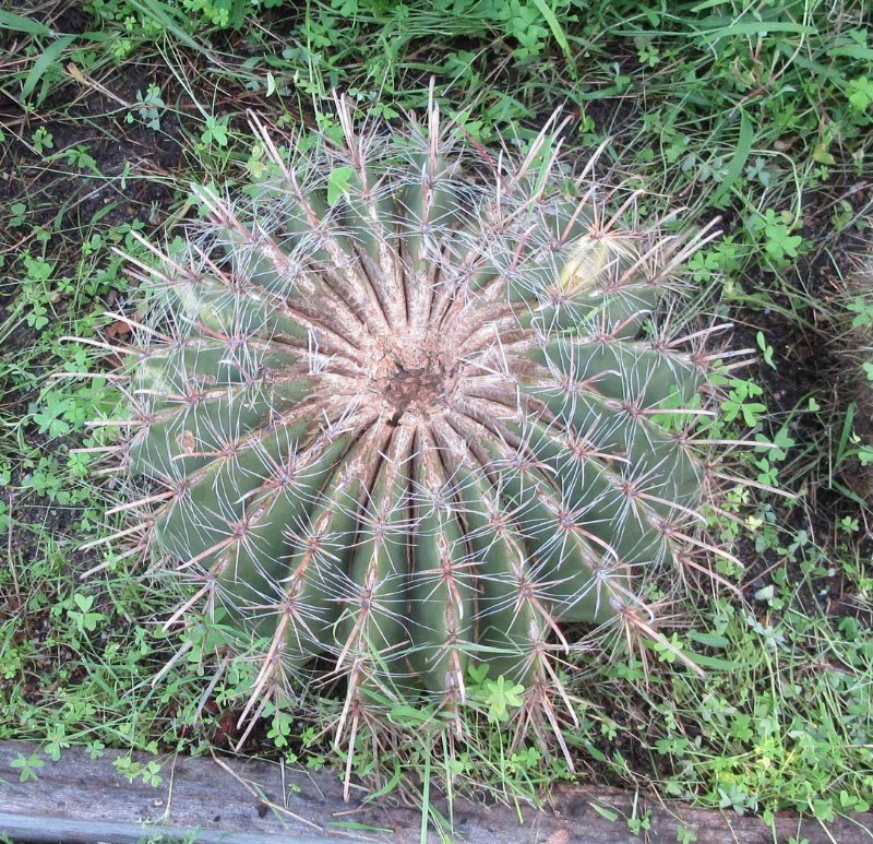 Unknown named Ferocactus