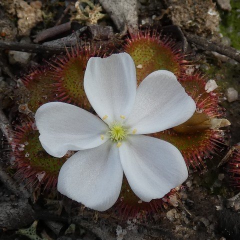 Scented sundew - Drosera aberrans 02.JPG