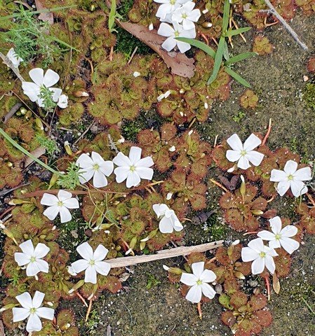 Scented sundew - Drosera aberrans 04.jpg