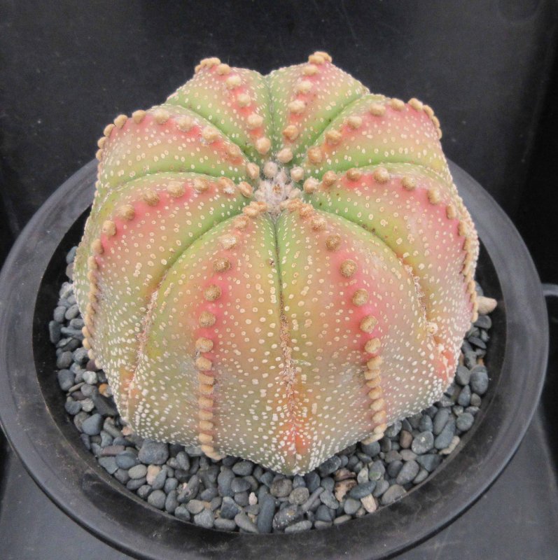 A. asterias