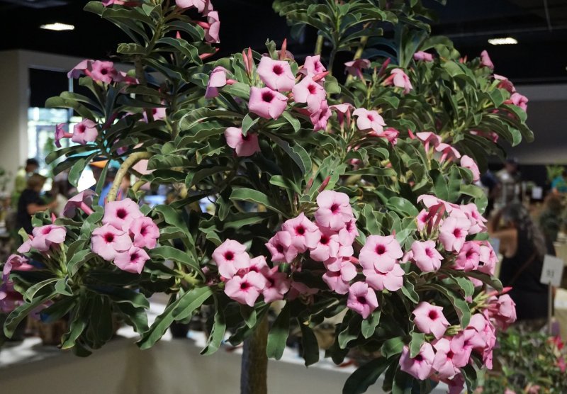 Adenium