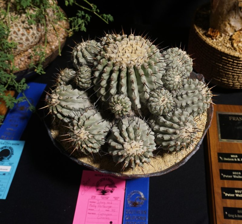 Copiapoa cinerea