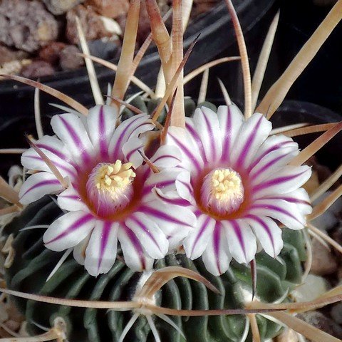 Stenocactus lancifer (S crispatus) 02.JPG